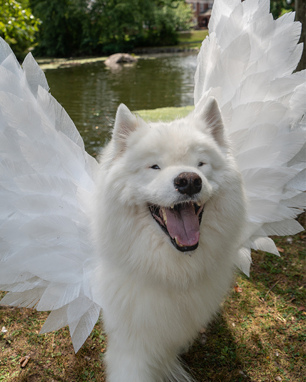 Happy Samoyed dog with wings
