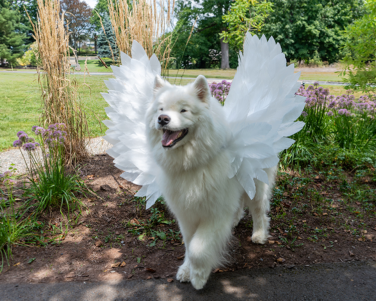 photo of Happy Samoyed dog with wings