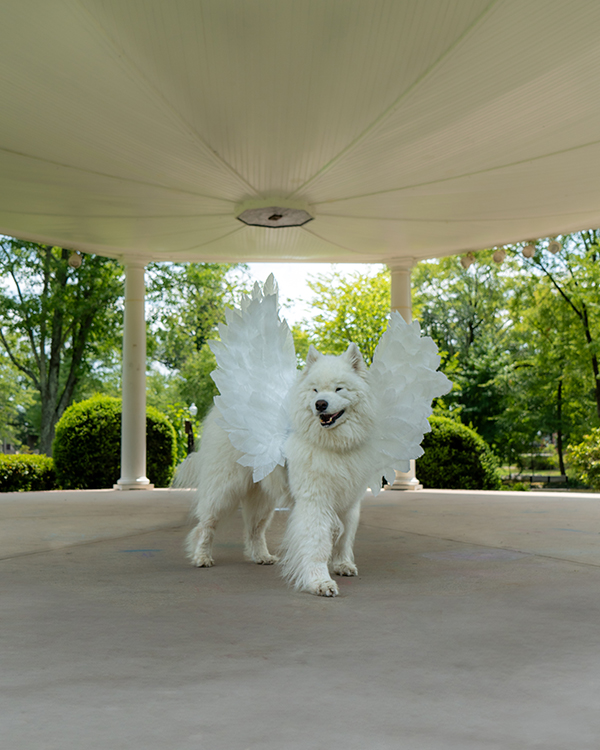Happy Samoyed dog with wings