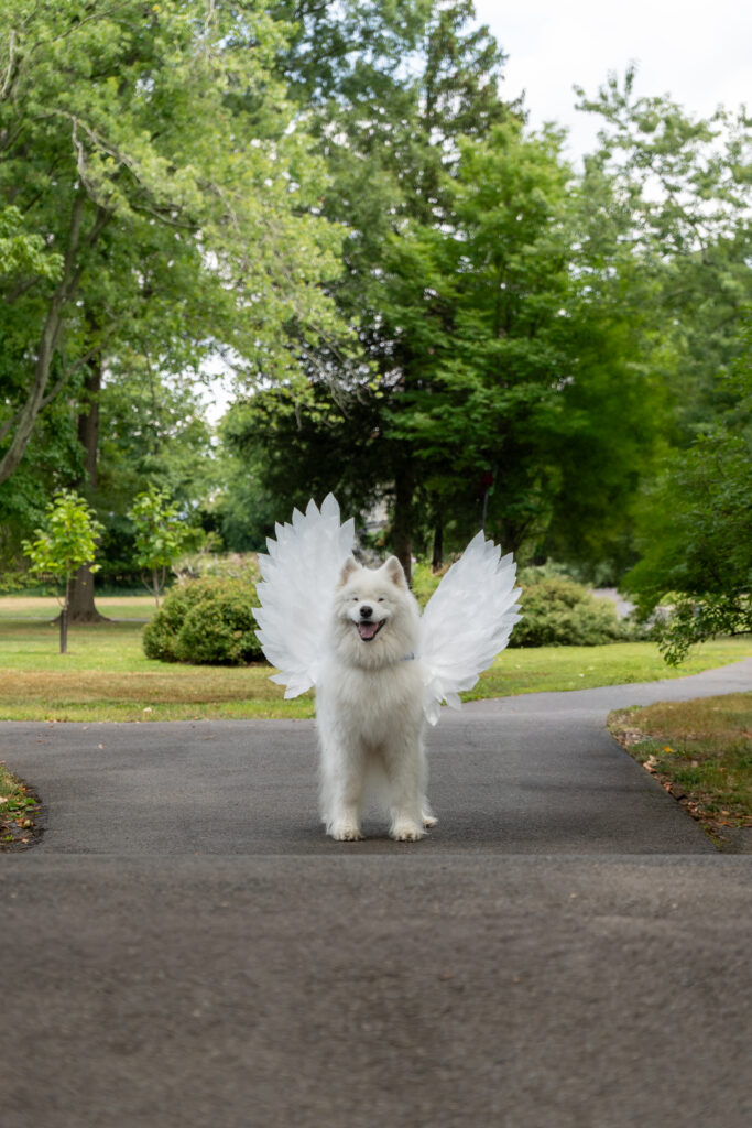 Happy Samoyed dog with wings