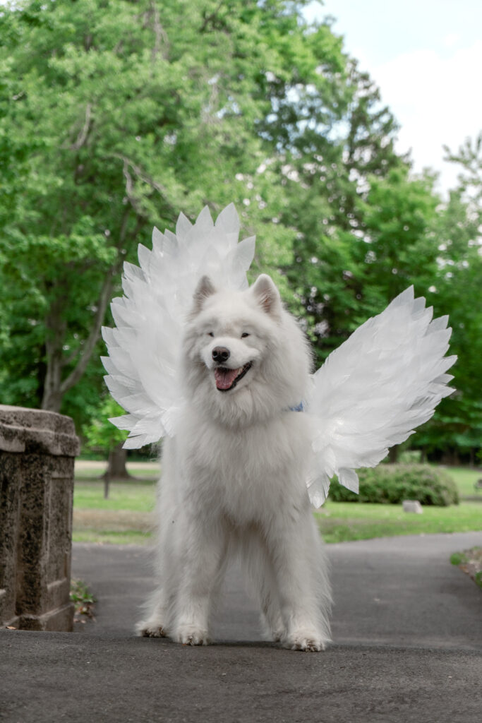 Happy Samoyed dog with wings