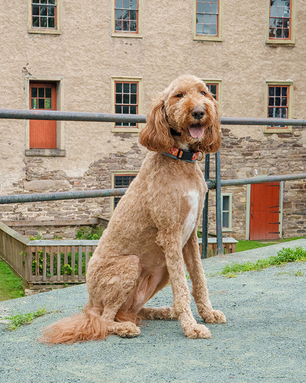 doodle dog
happy dog
event site
historical site
new jersey