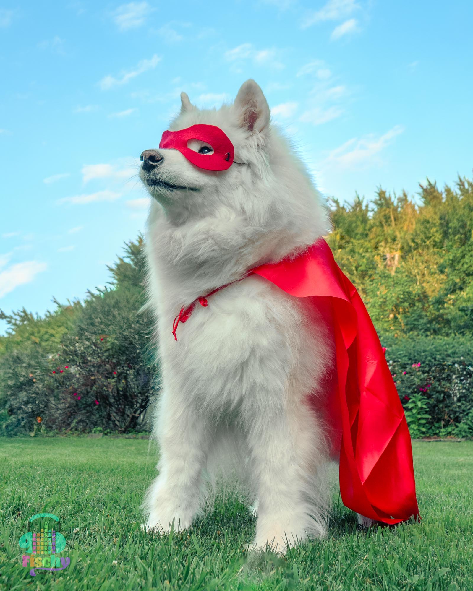 samoyed dog happy
krypto superman costume
krypto dog halloween
dog costume photoshoot
halloween photoshoot