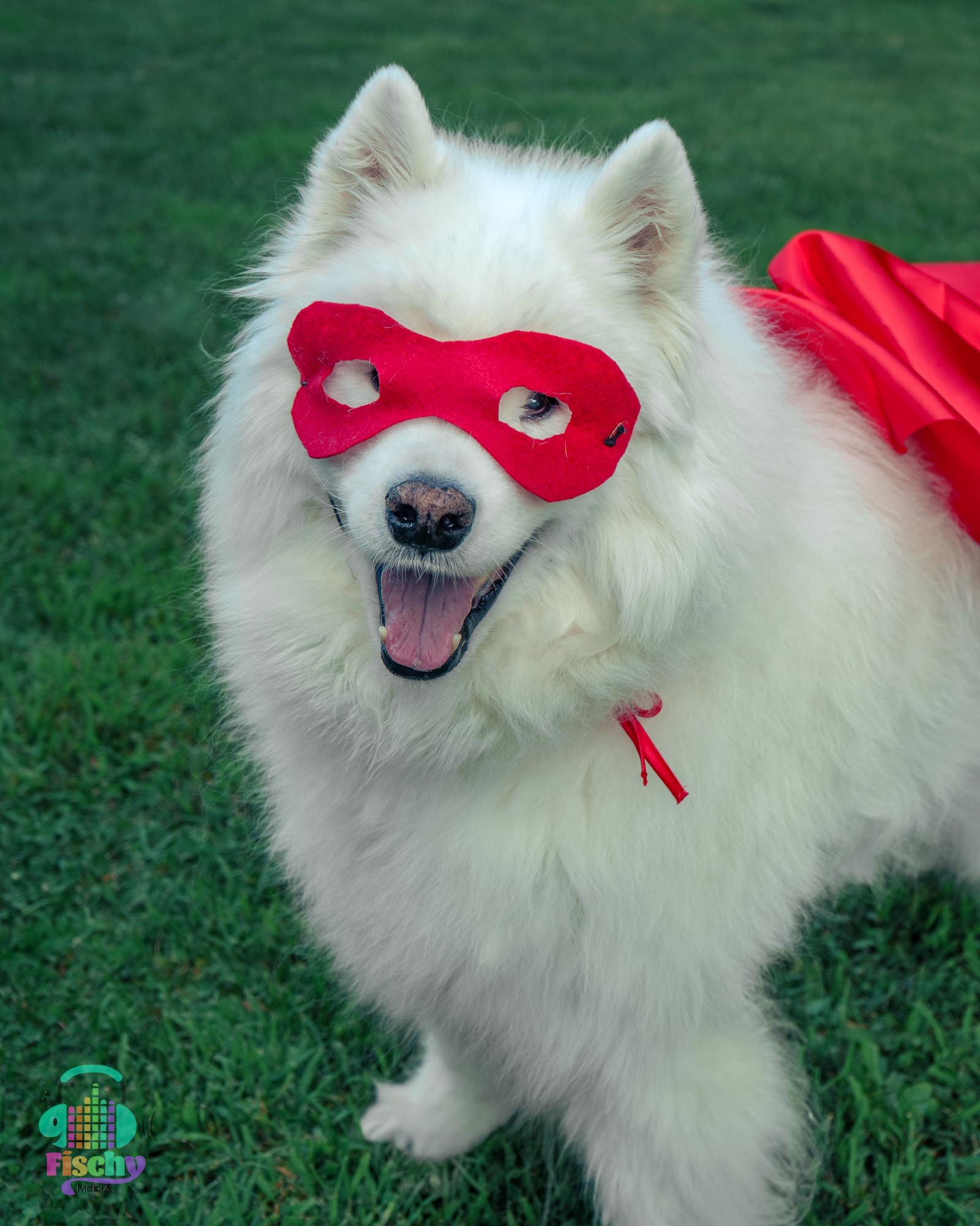 samoyed dog happy
krypto superman costume
krypto dog halloween
dog costume photoshoot
halloween photoshoot