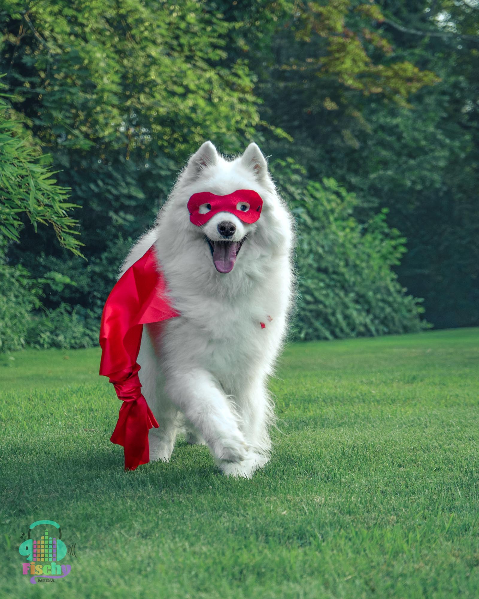 samoyed dog happy
krypto superman costume
krypto dog halloween
dog costume photoshoot
halloween photoshoot