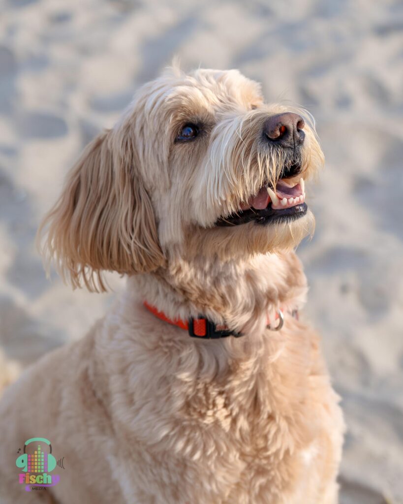 Golden doodle smiling
cute dog pictures
beach photoshoot
doodle puppy