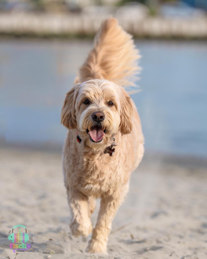 Golden doodle smiling
cute dog pictures
beach photoshoot
doodle puppy