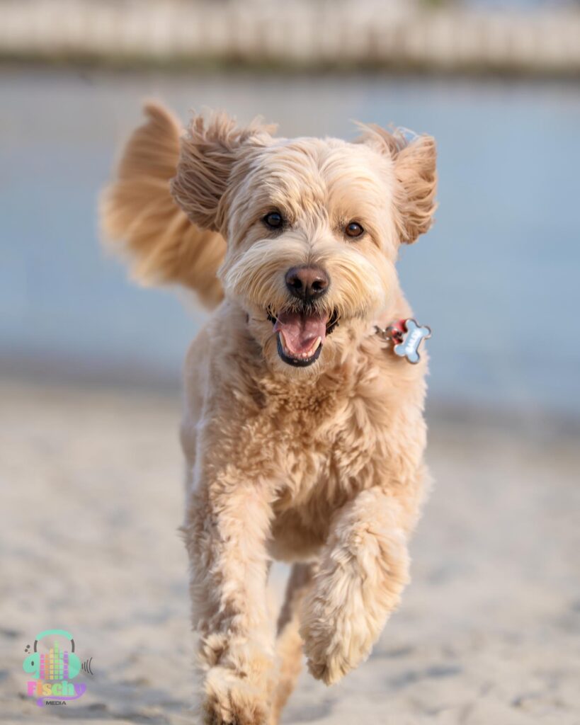 Golden doodle smiling
cute dog pictures
beach photoshoot
doodle puppy running