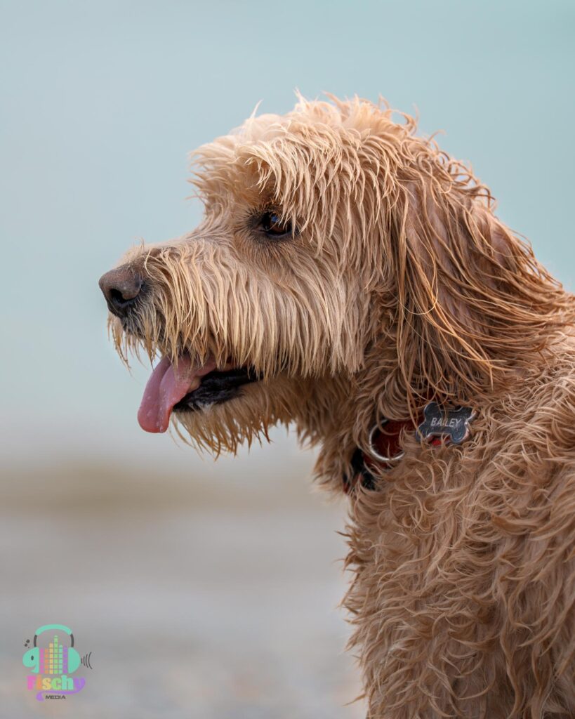 Golden doodle smiling
cute dog pictures
beach photoshoot
doodle puppy
