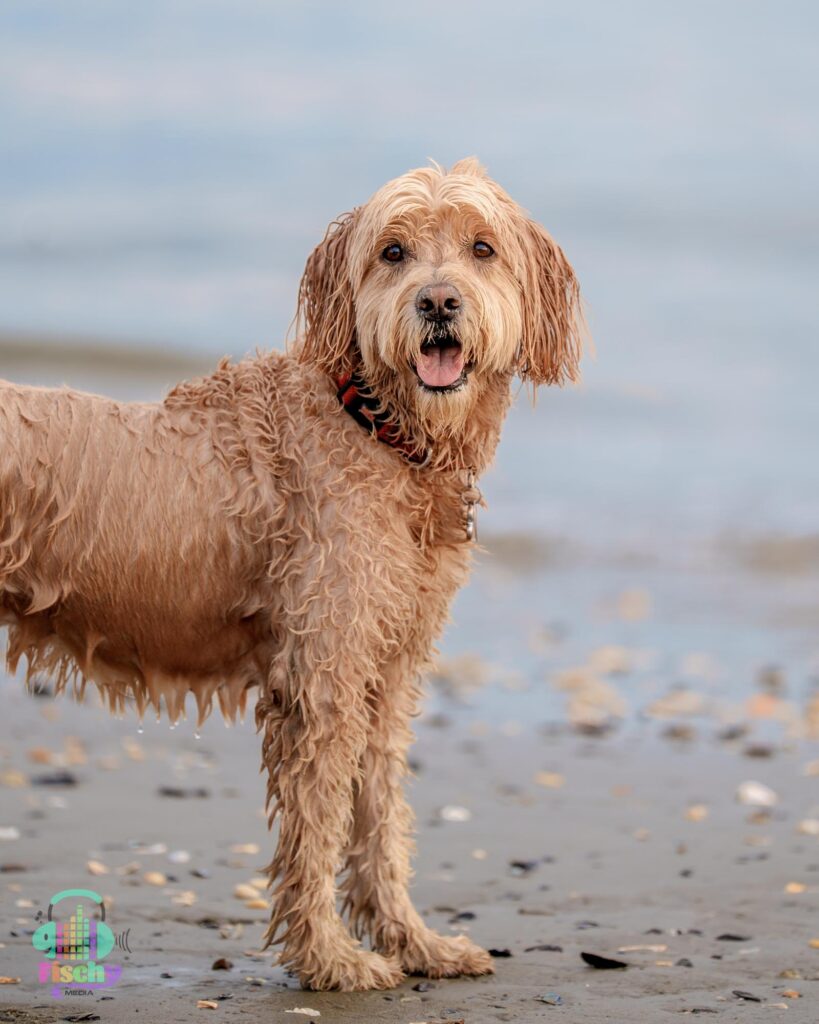 Golden doodle smiling
cute dog pictures
beach photoshoot
doodle puppy