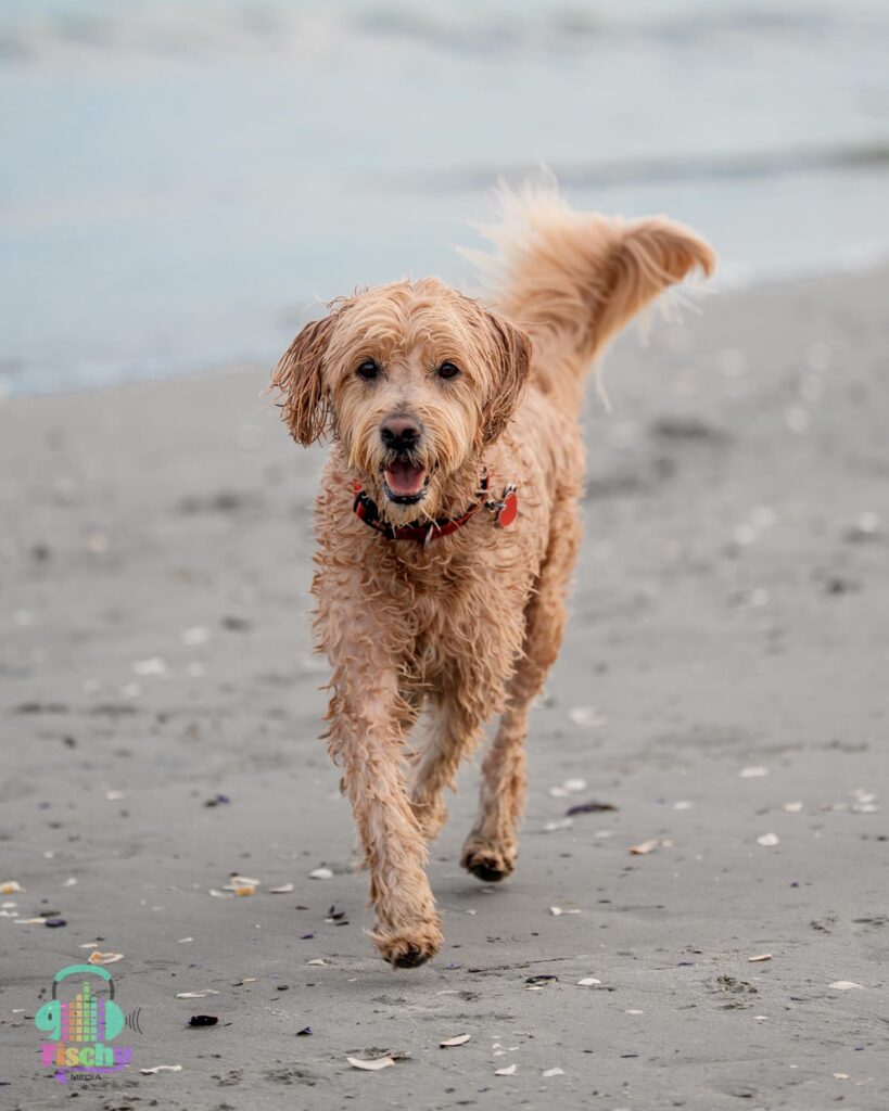 Golden doodle smiling
cute dog pictures
beach photoshoot
doodle puppy