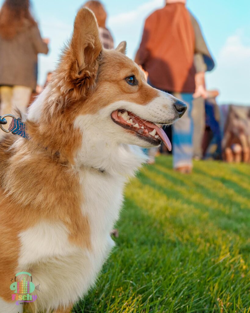 Corgi dog smiling
fluffy dog
cute dog
dog portrait