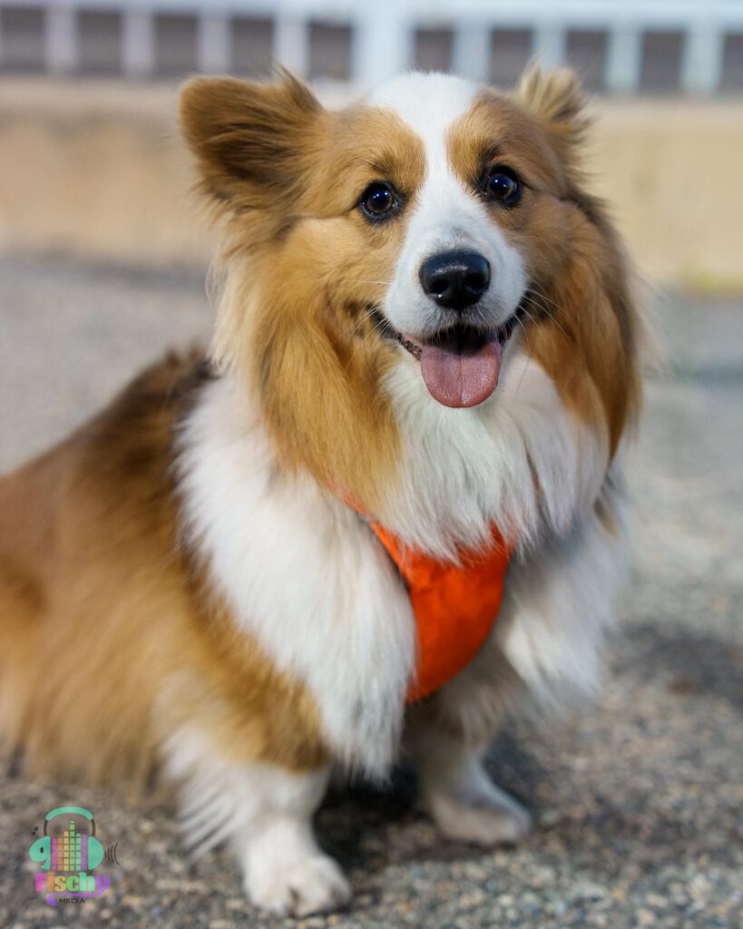 Corgi dog smiling
fluffy dog
cute dog
dog portrait