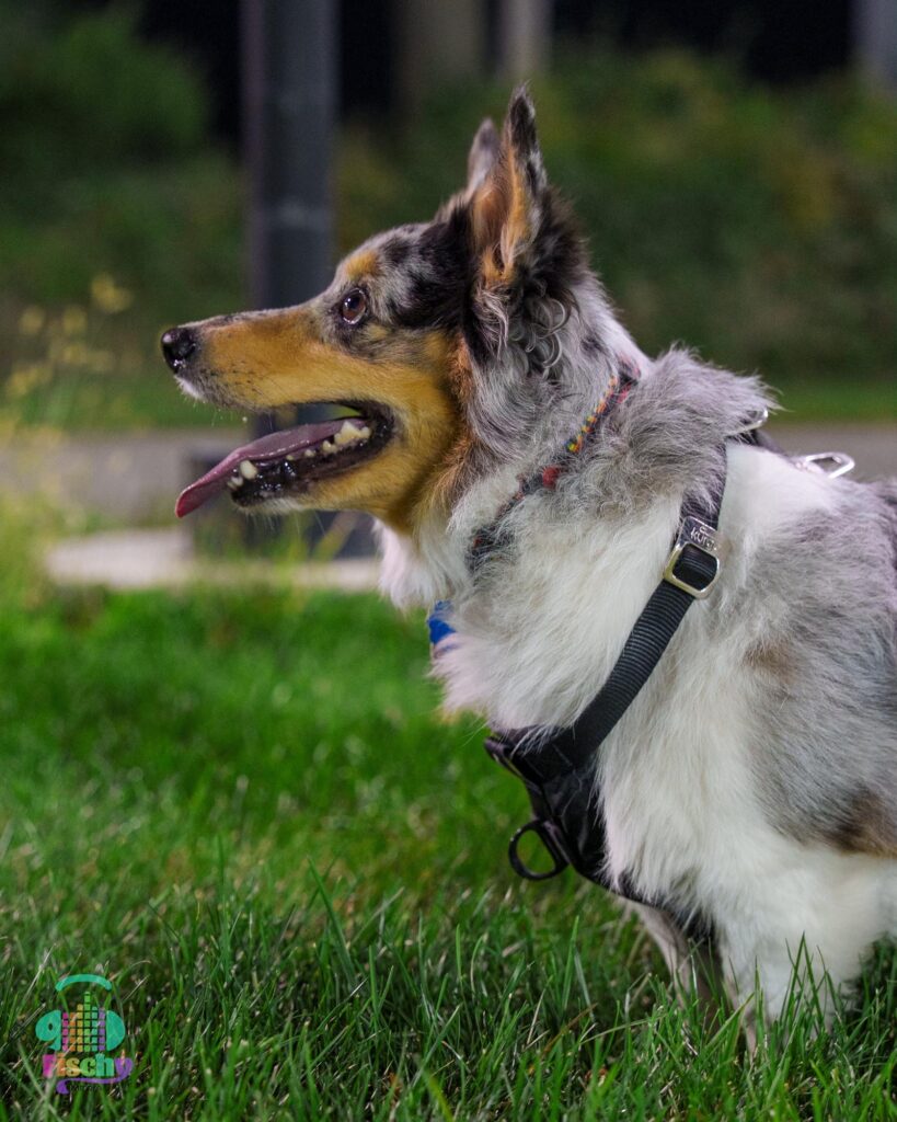 Corgi dog smiling
fluffy dog
cute dog
dog portrait