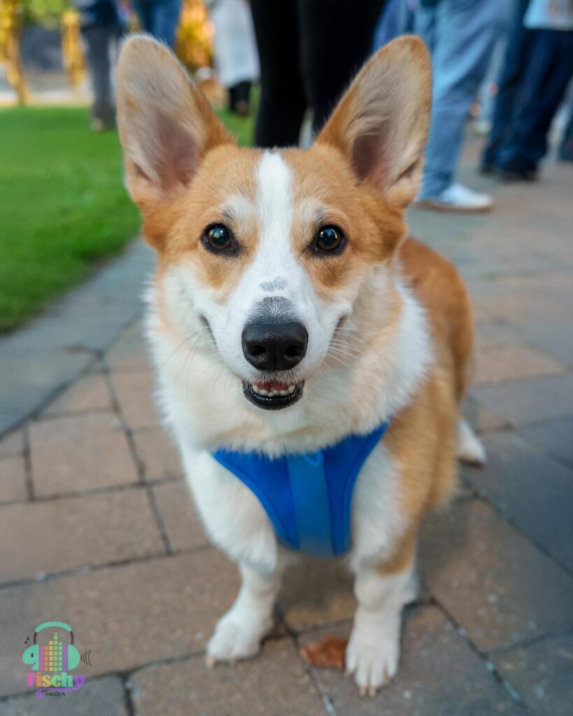 Corgi dog smiling
fluffy dog
cute dog
dog portrait