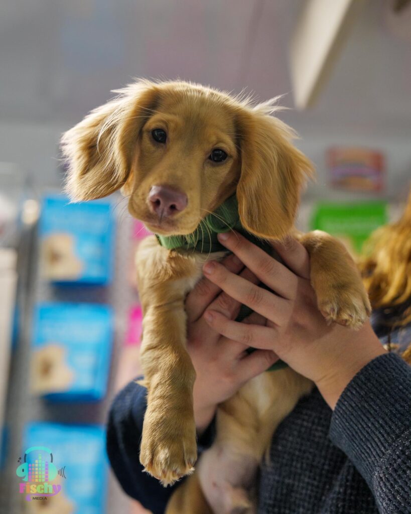 Dachshund dog smiling
fluffy dog
cute dog
dog portrait
puppy