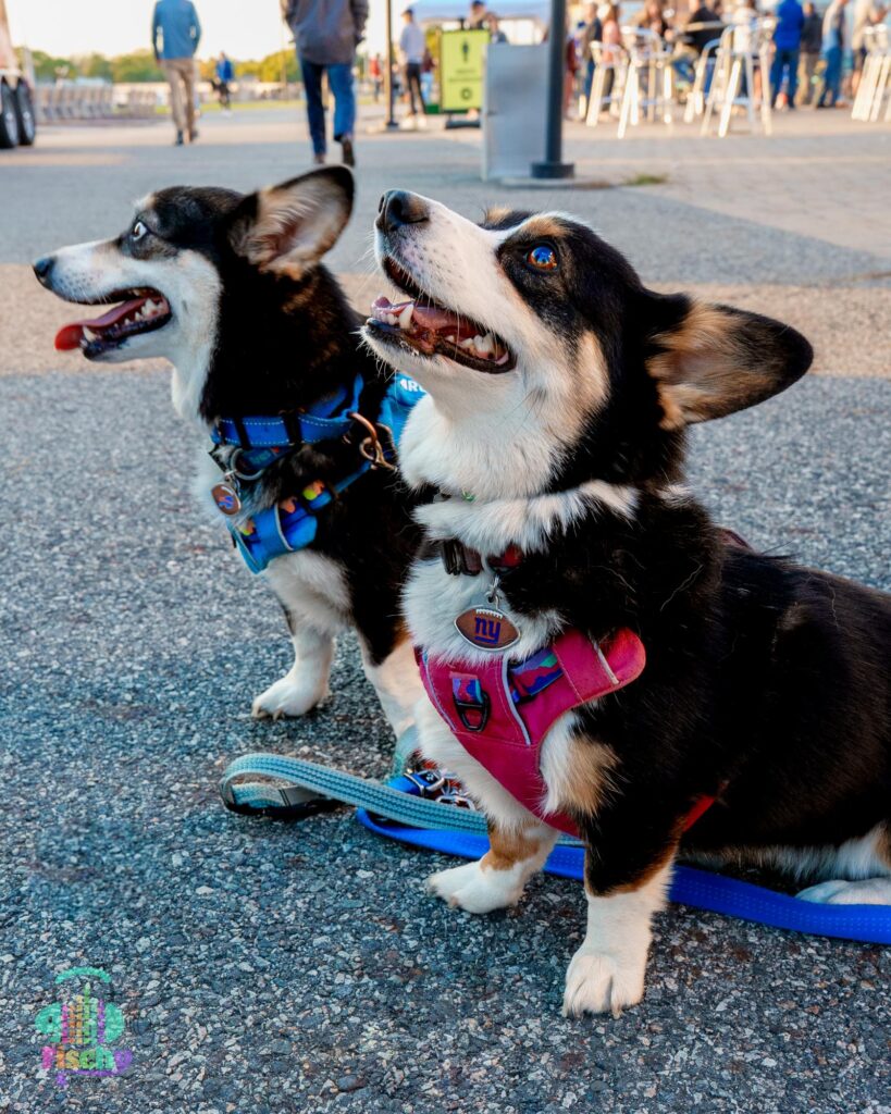 Corgi dog smiling
fluffy dog
cute dog
dog portrait