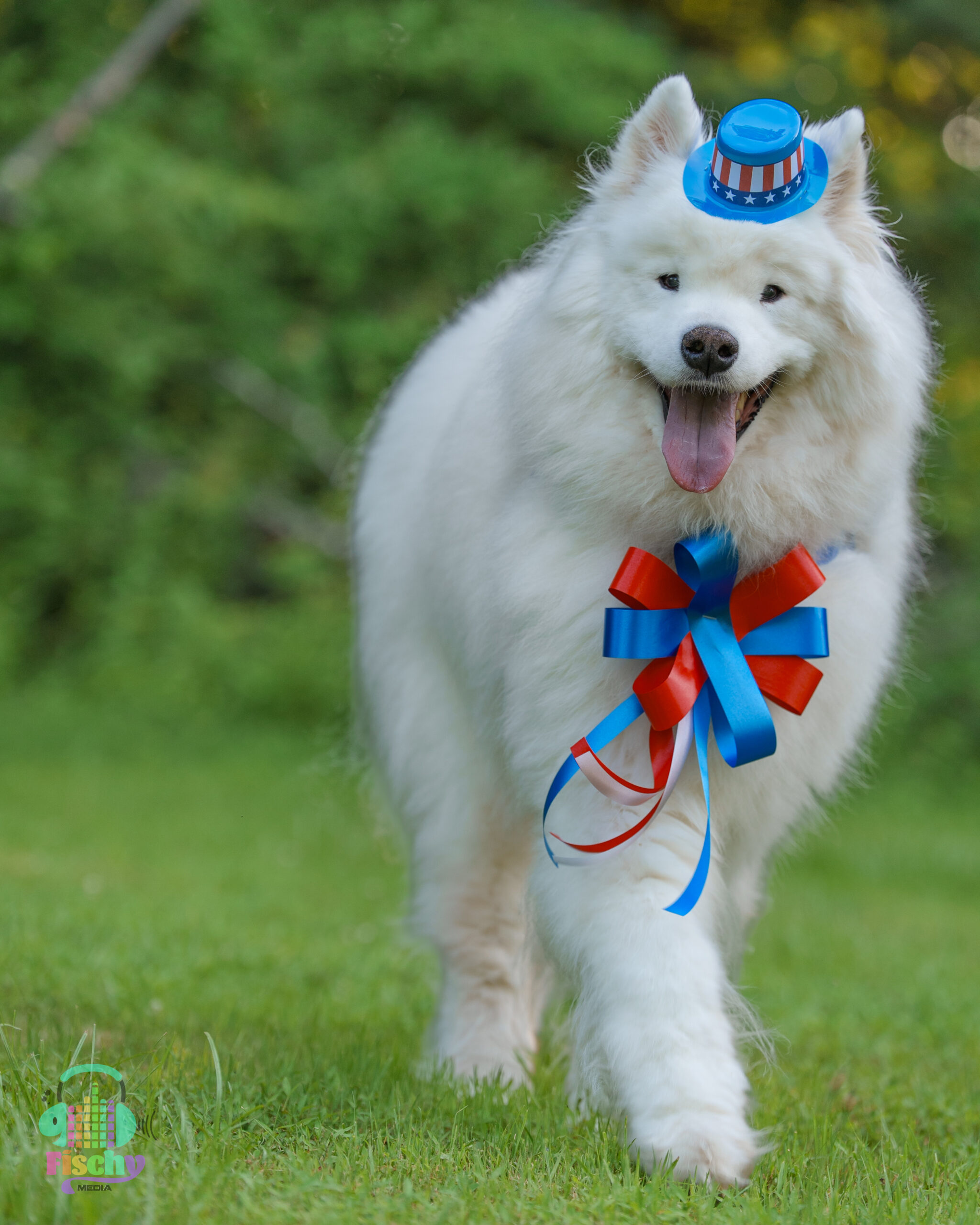 Samoyed wearing a hat and bow
Samoyed dog wearing patriotic outfit
4th of July 
Pet Photoshoot