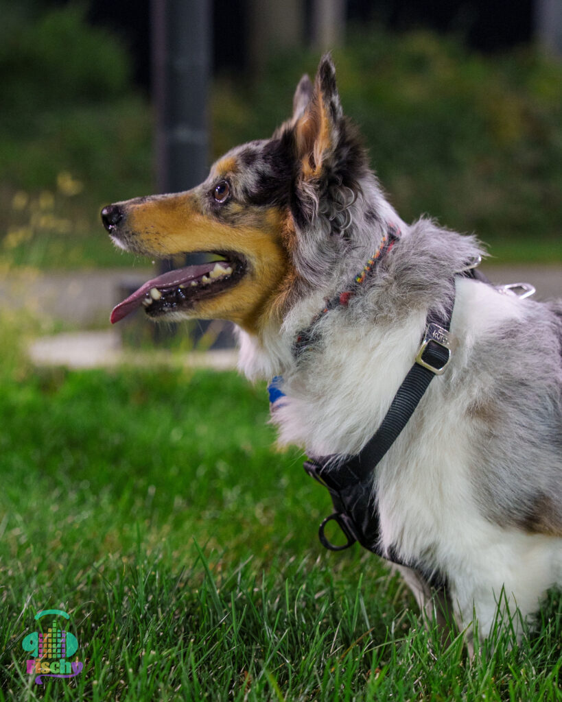 corgi on grass