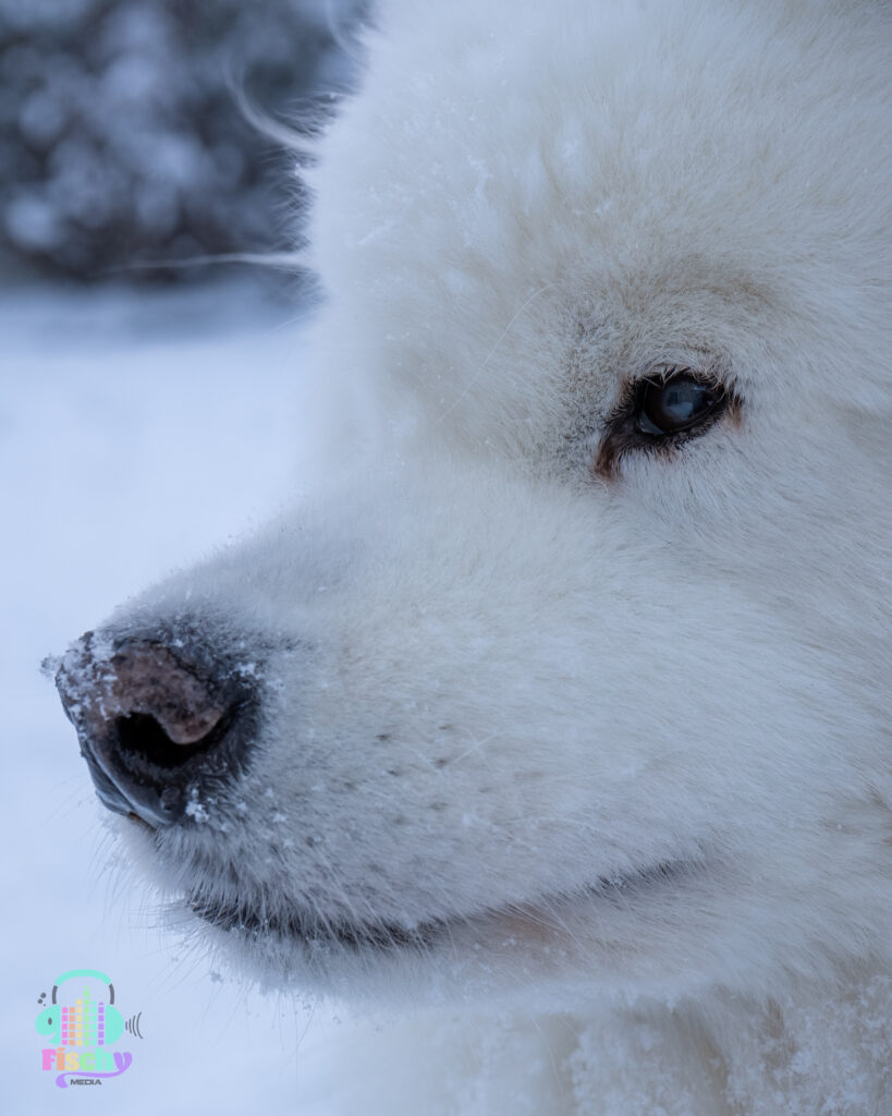 Samoyed in snow closeup