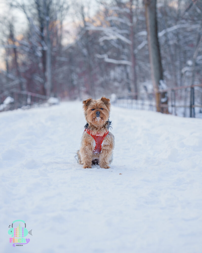 Dog in snow
Prallsville Mills