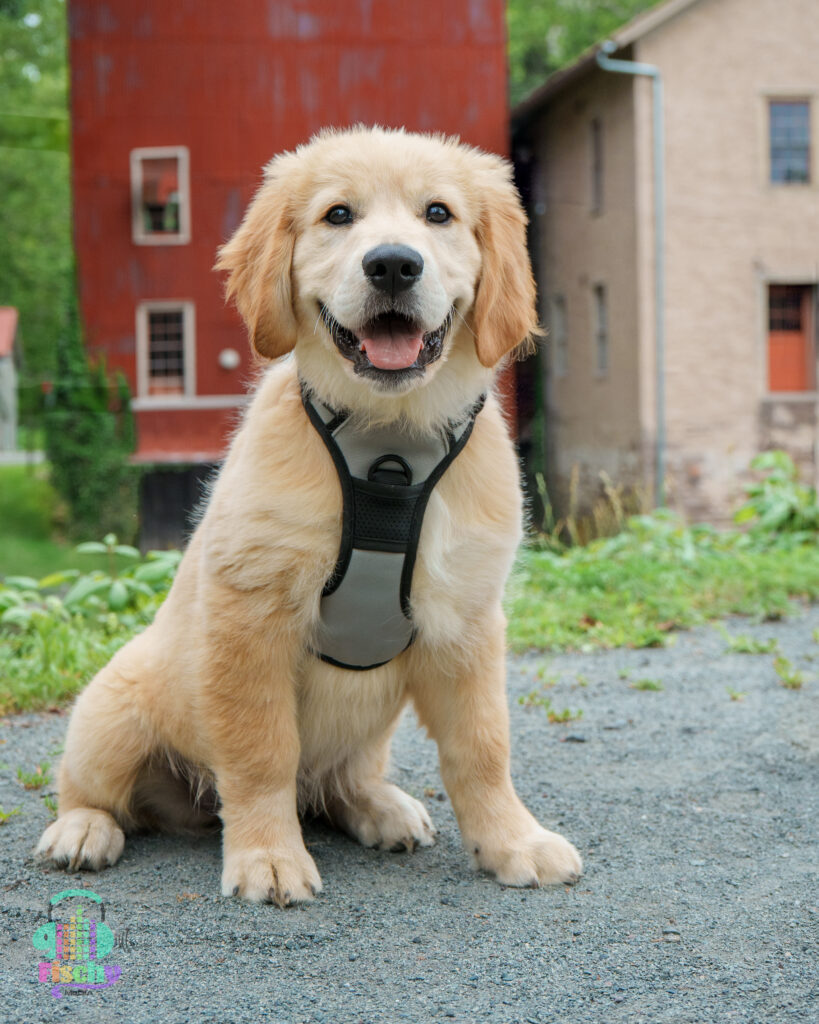 Golden Retriever Puppy 
Prallsville Mills