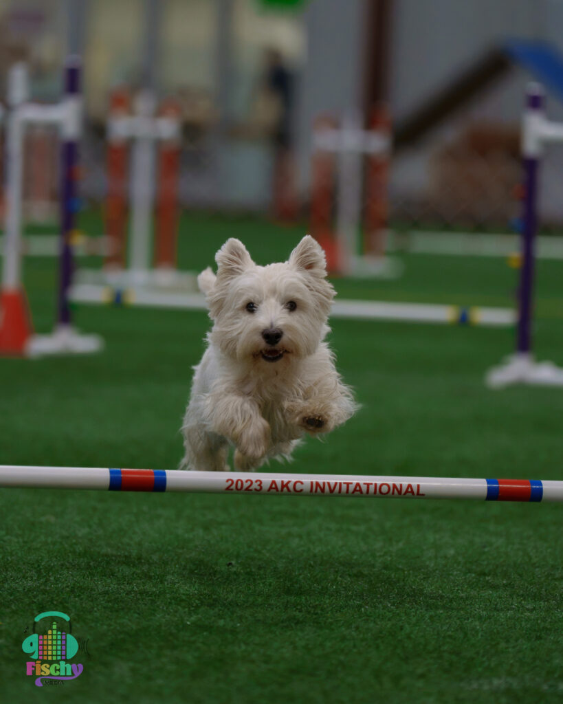 Dog agility course
AKC agility
Westy dog
